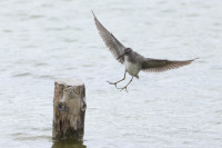 Réserve Ornithologique des Salins du Lion